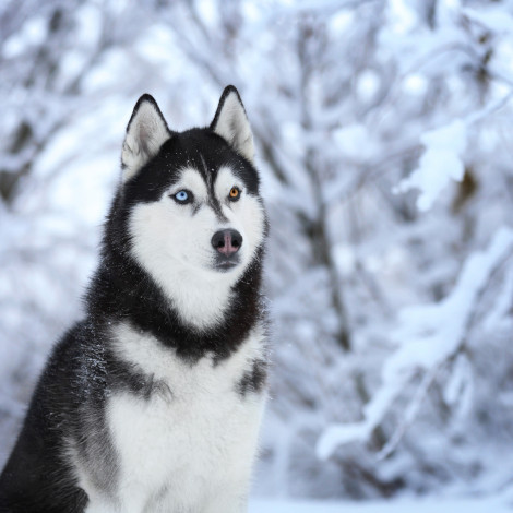 Husky sitting with a snowy background